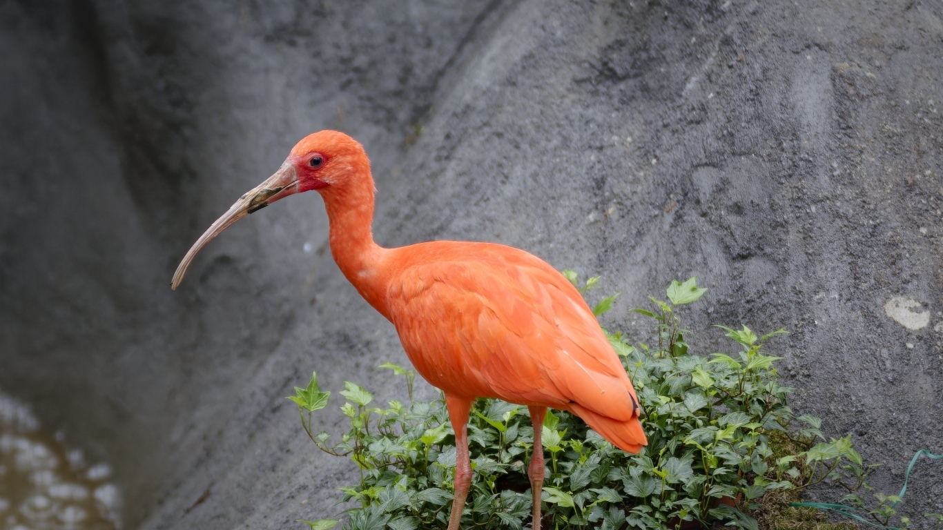 Красная птица ибис с длинным клювом в зоопарке