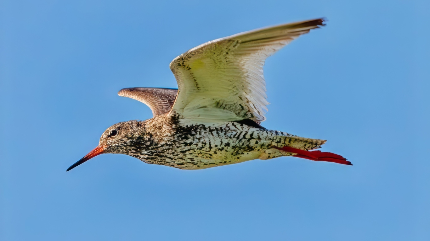 Птица красный стебель летит в небе