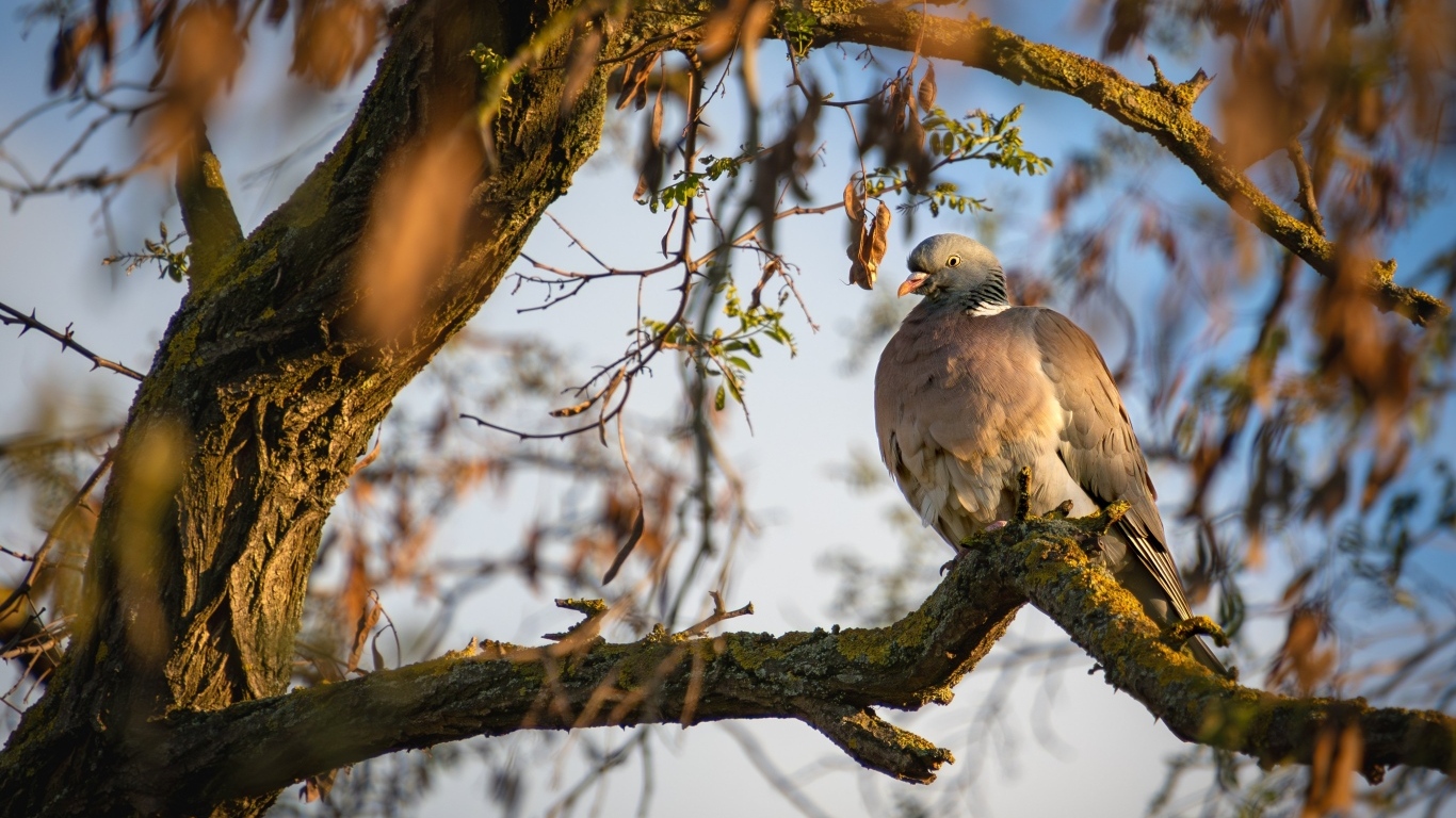 Кольчатый голубь сидит на ветке