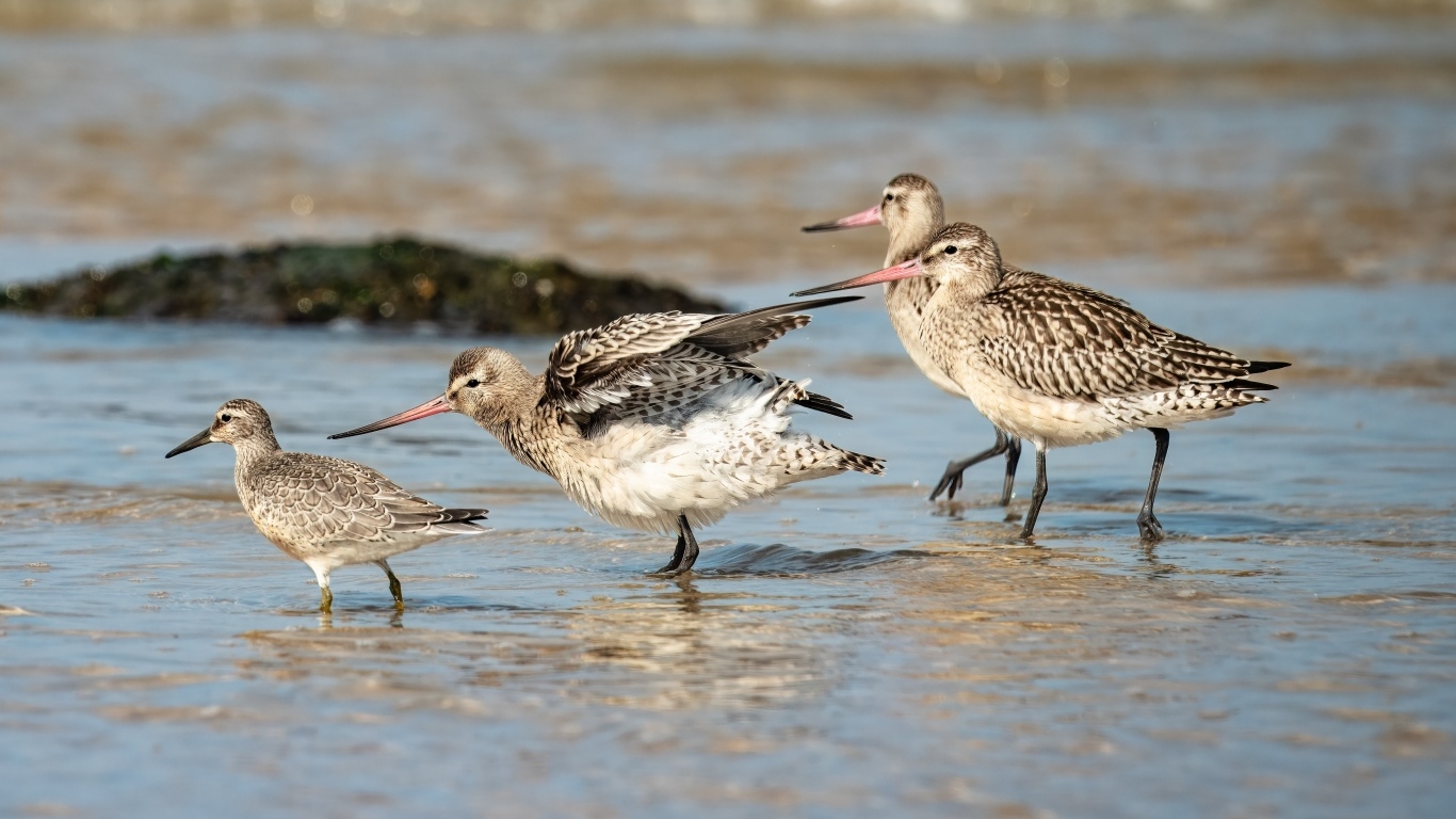 Семейство птиц кулик в воде