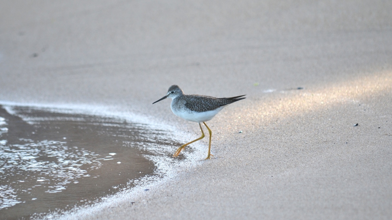 Птица кулик с острым клювом у воды