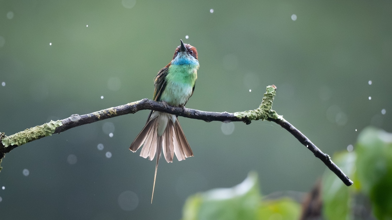 Маленькая птица золотистая щурка на ветке под дождем