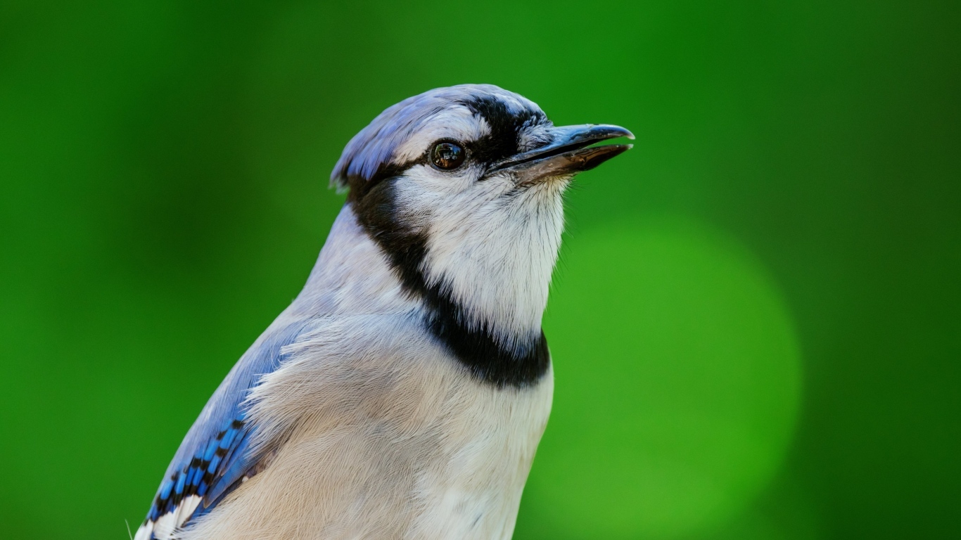 Маленькая птица с острым клювом на зеленом фоне