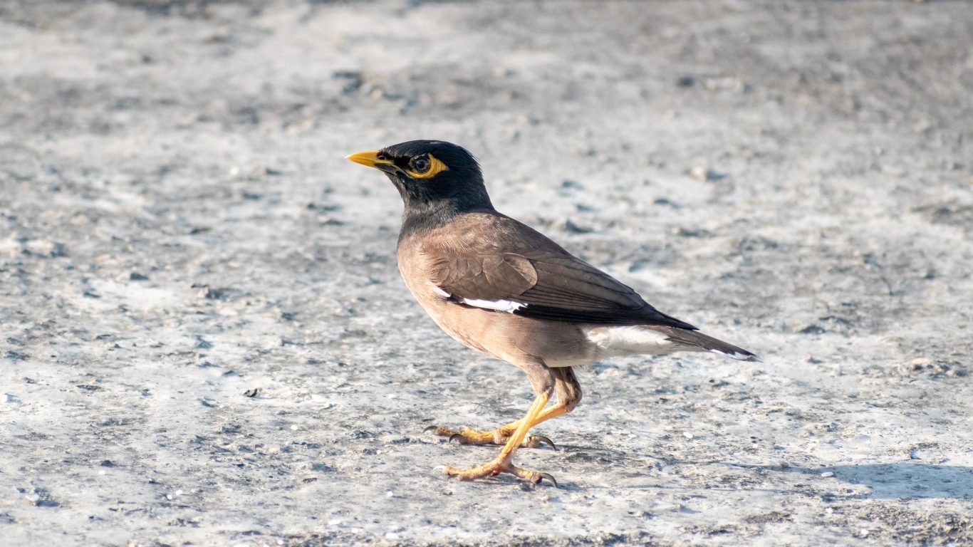 Маленькая обыкновенная майна 