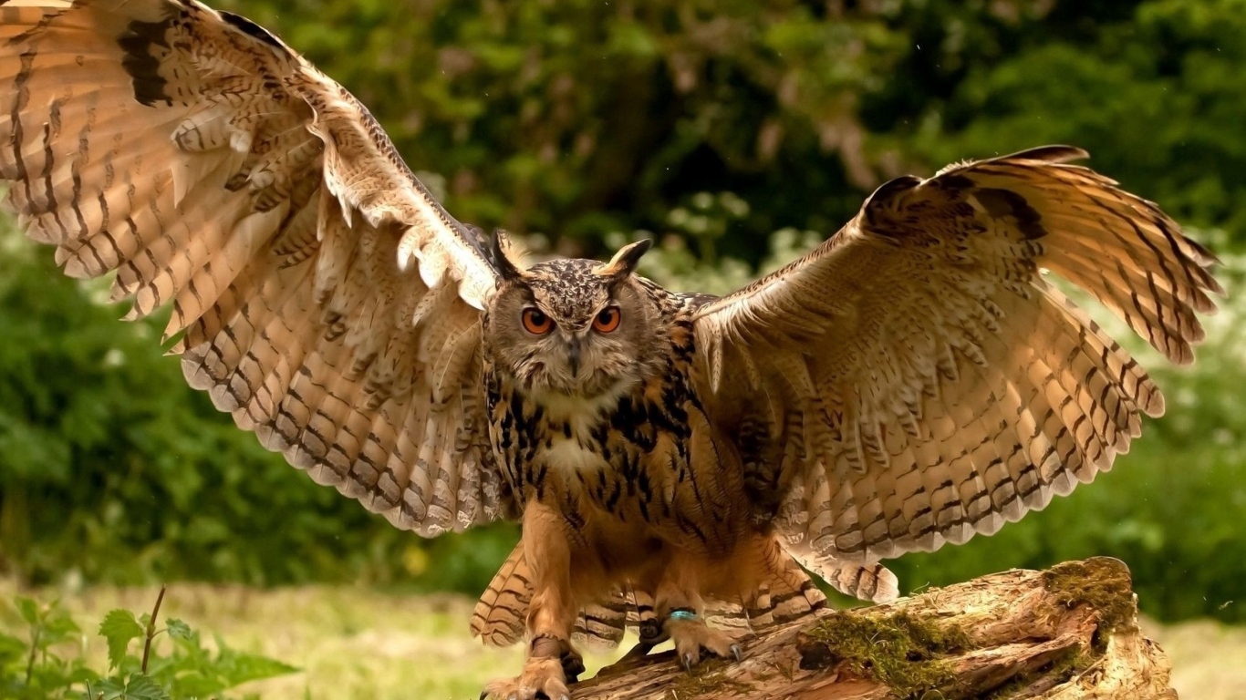 Большая сова расправила крылья