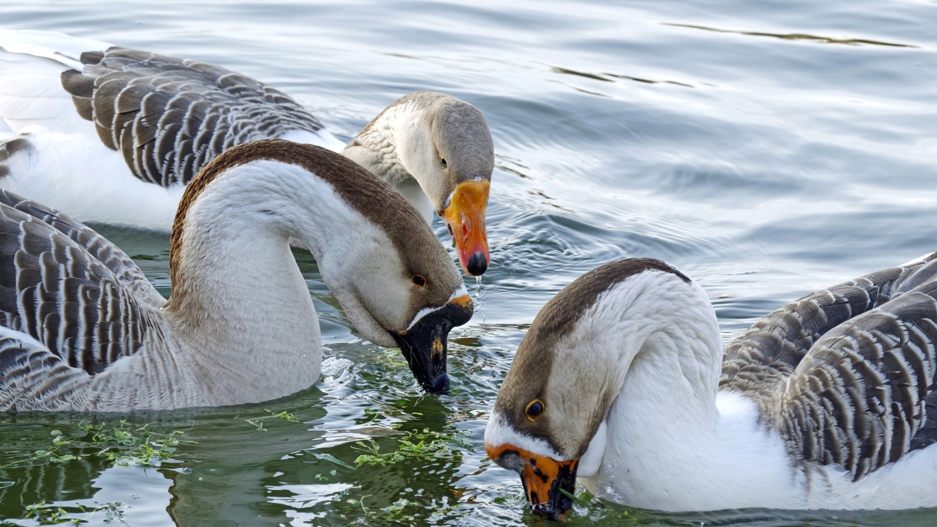 Три домашних гуся плавают в воде
