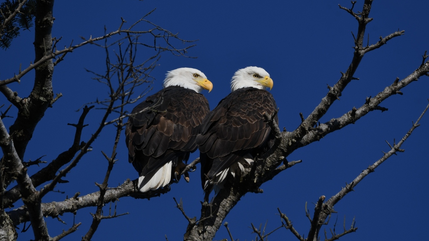 Два белоголовых орла сидят на ветке дерева