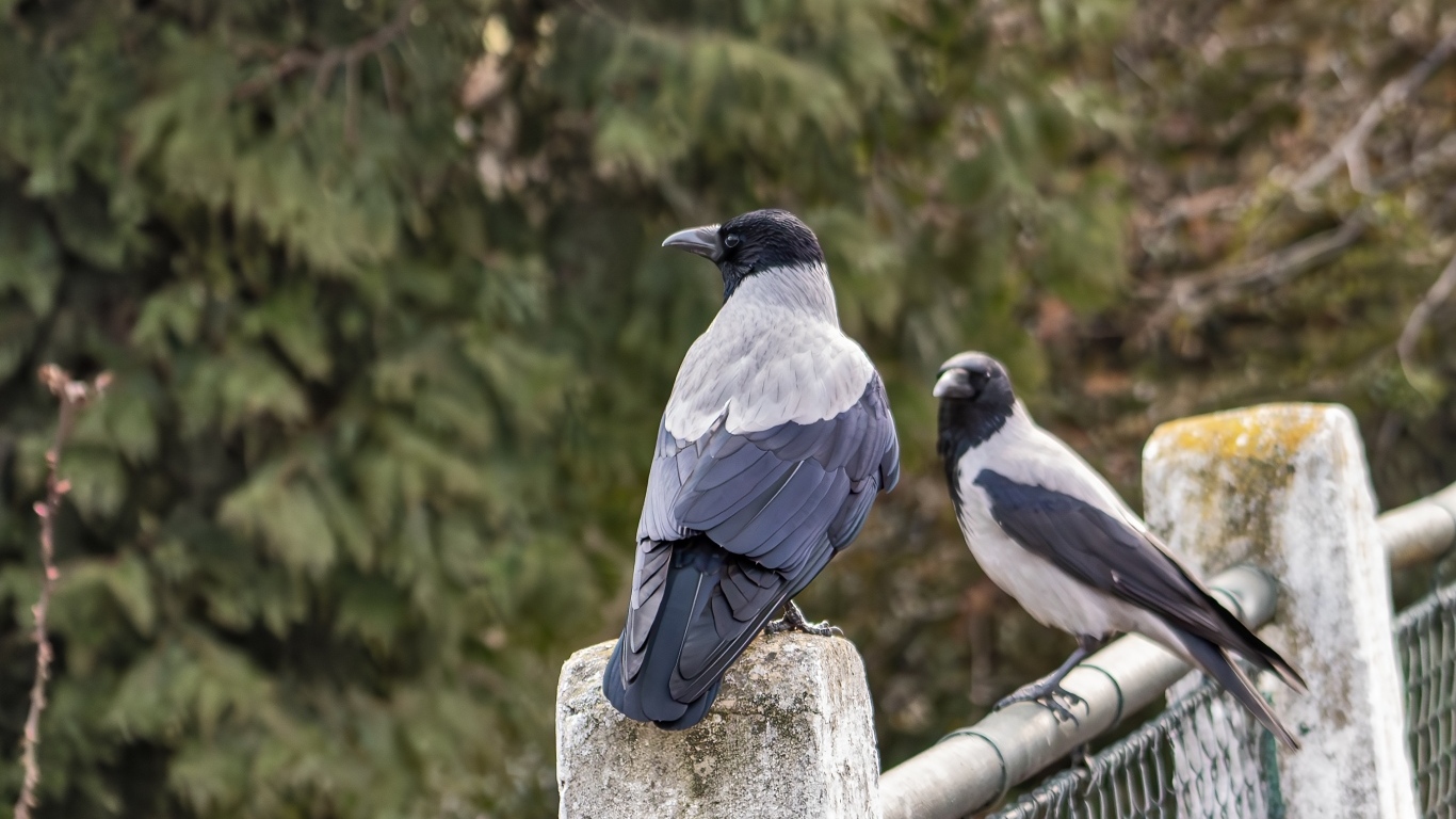 Две вороны сидят на заборе