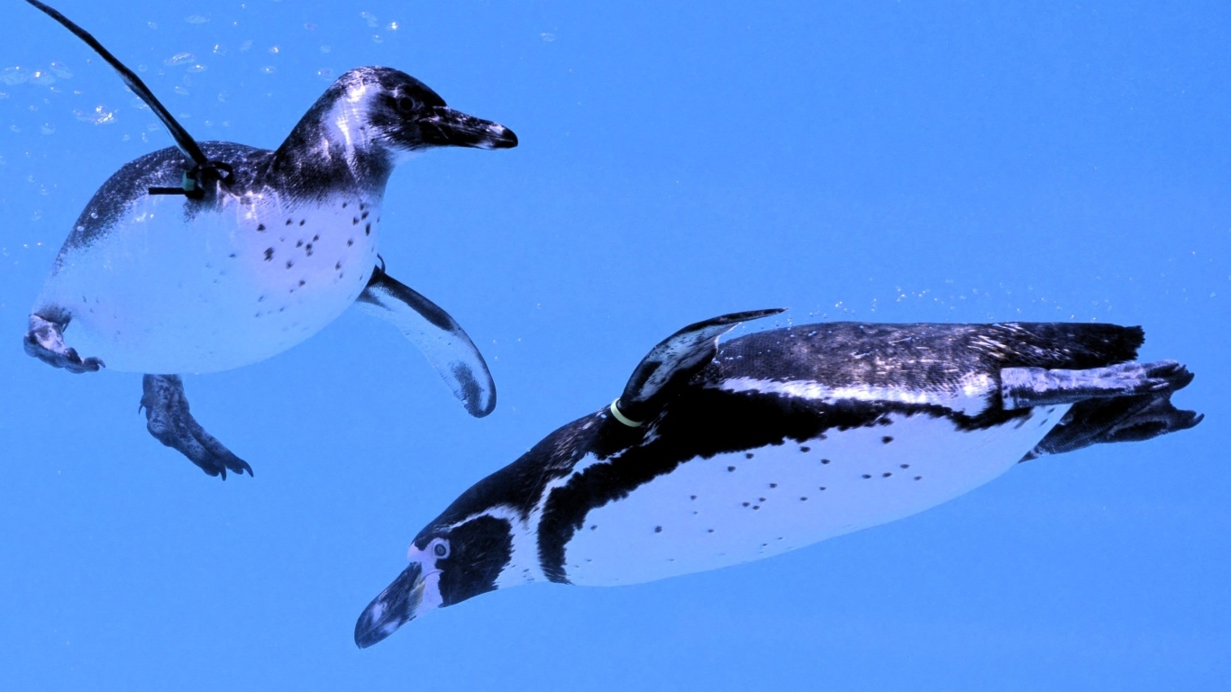 Два пингвина плавают в воде