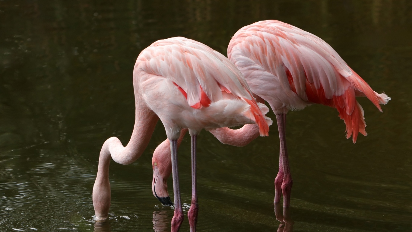 Два розовых фламинго опустили клюв в воду