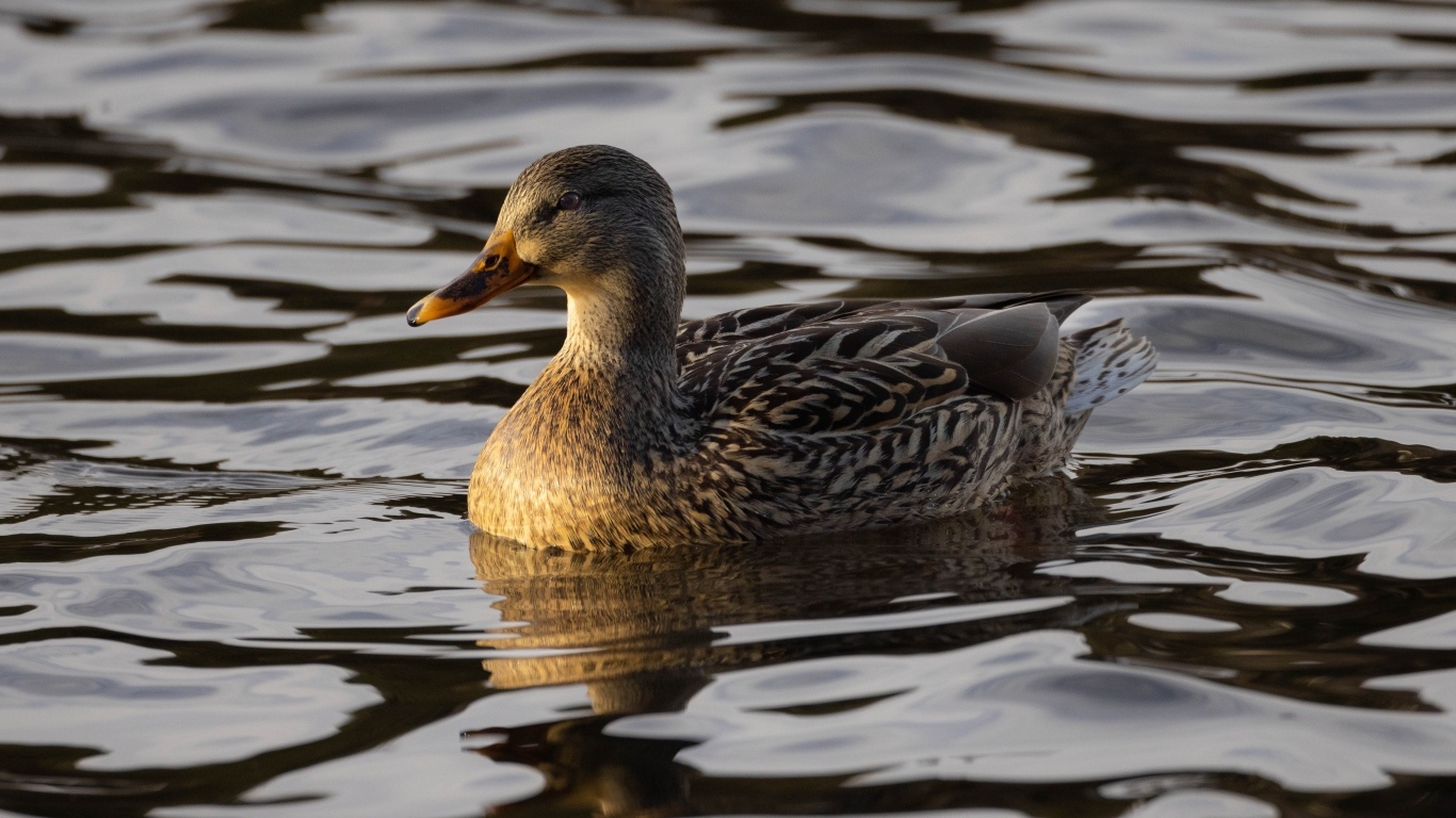 Дикая серая утка в воде