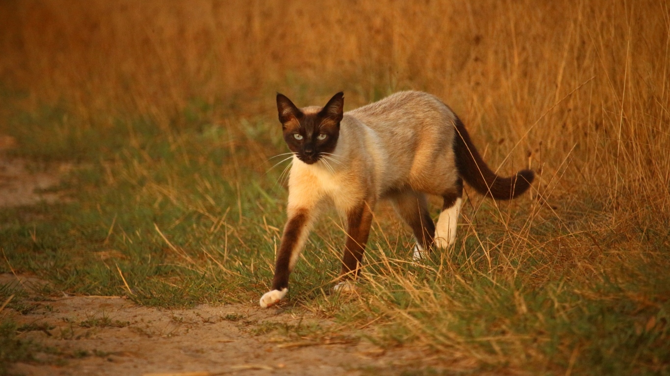 Большой сиамский кот идет по траве