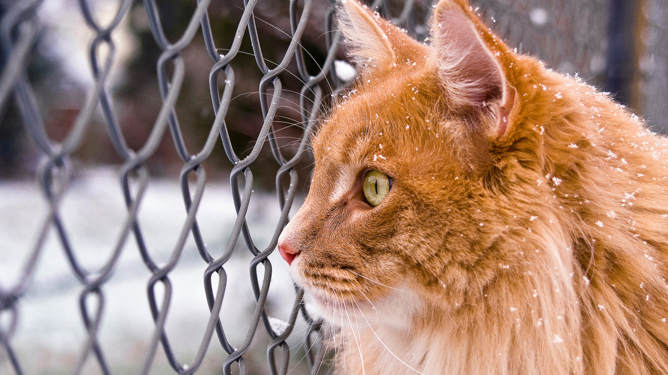 Большой рыжий кот стоит у сетки на улице зимой