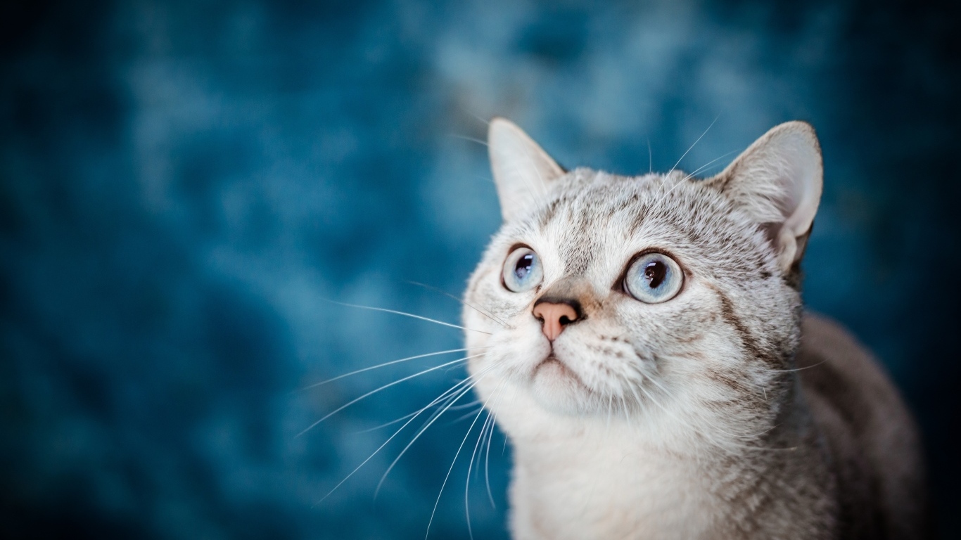 Красивая голубоглазая кошка на голубом фоне