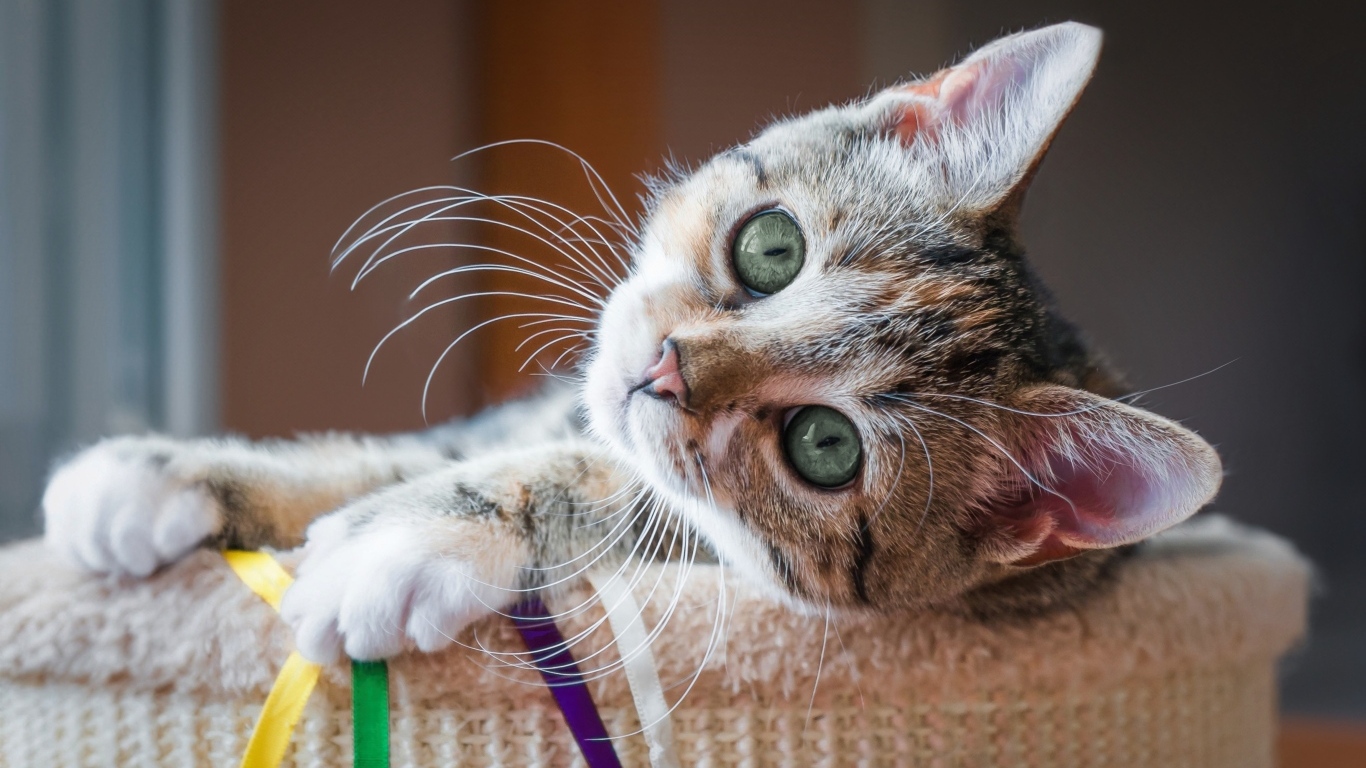 Красивый маленький серый котенок с зелеными глазами