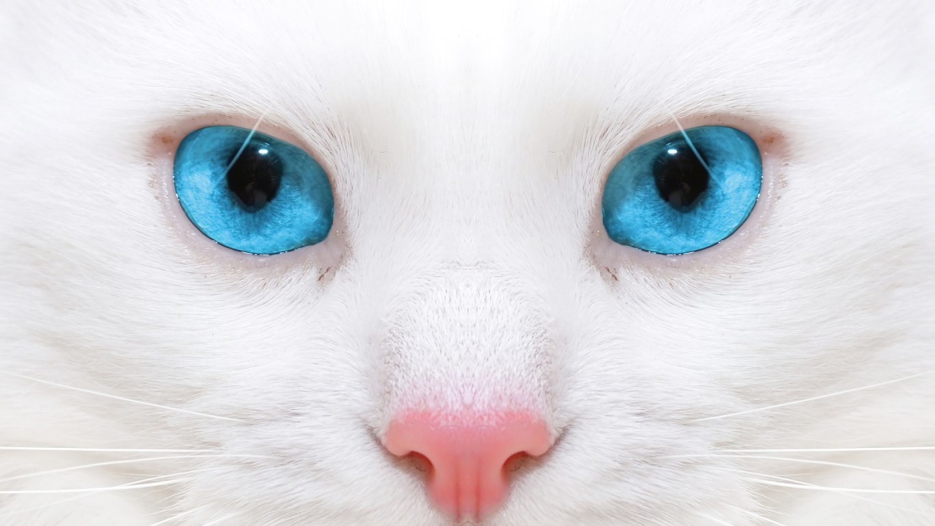Голубоглазая кошка с розовым носом