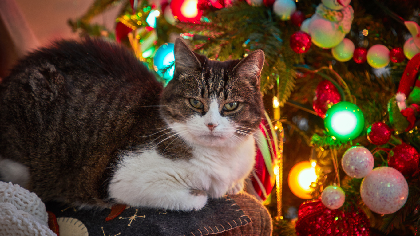 Серый кот сидит на диване у новогодней елки