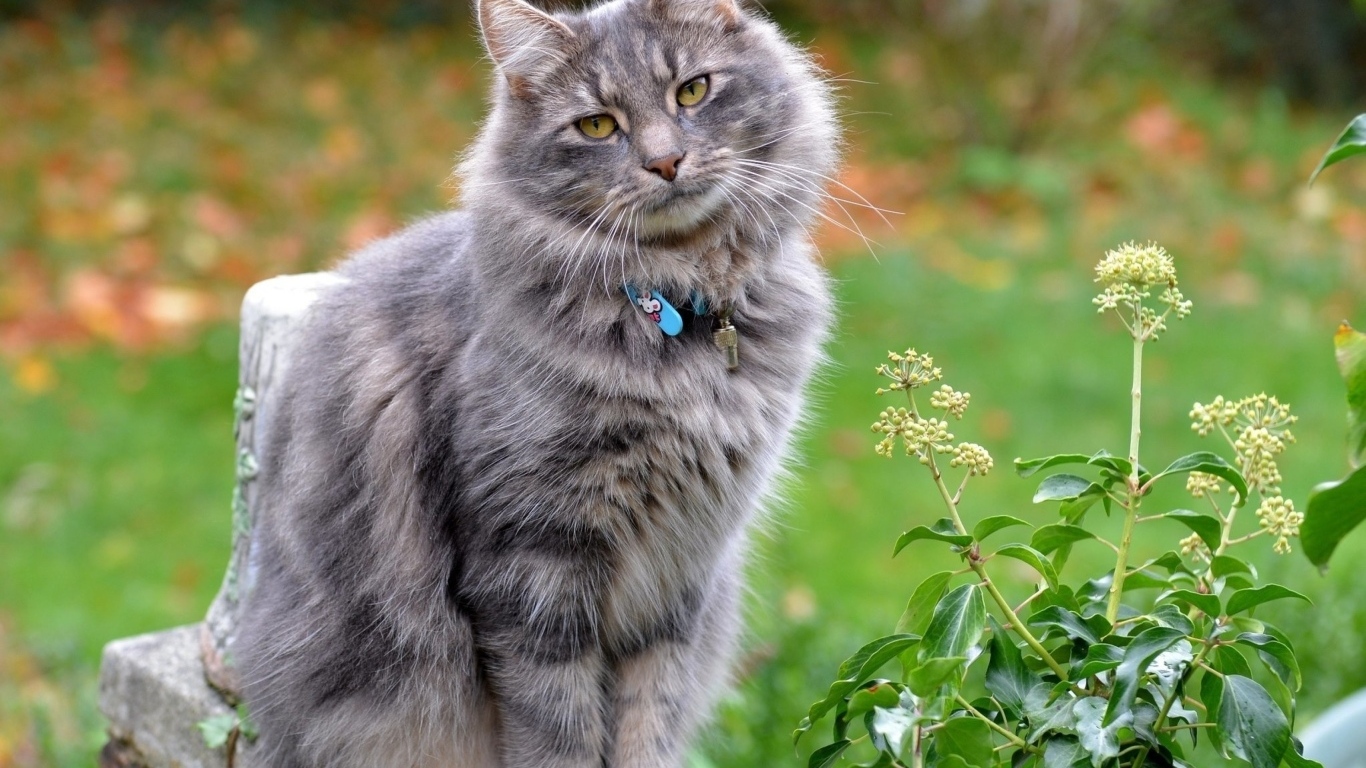 Серый пушистый кот с ошейником на улице