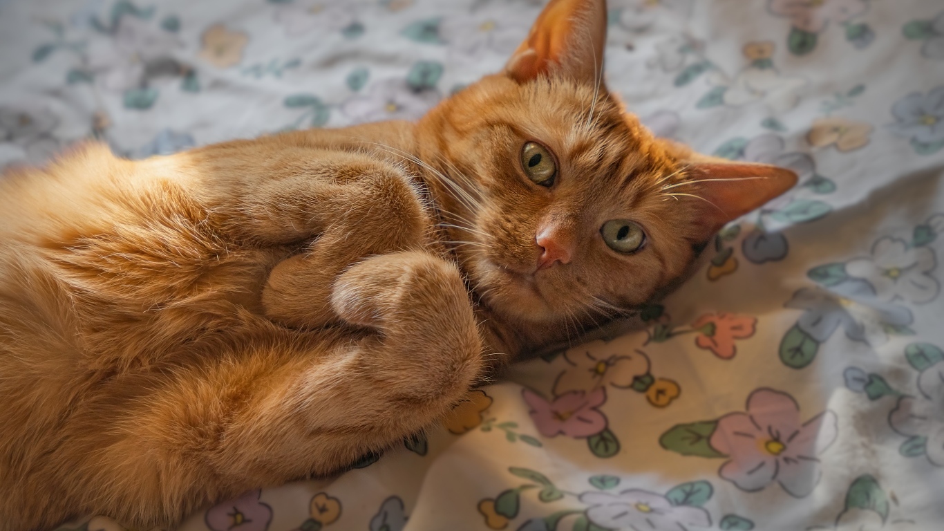 Зеленоглазый рыжий кот лежит на постели