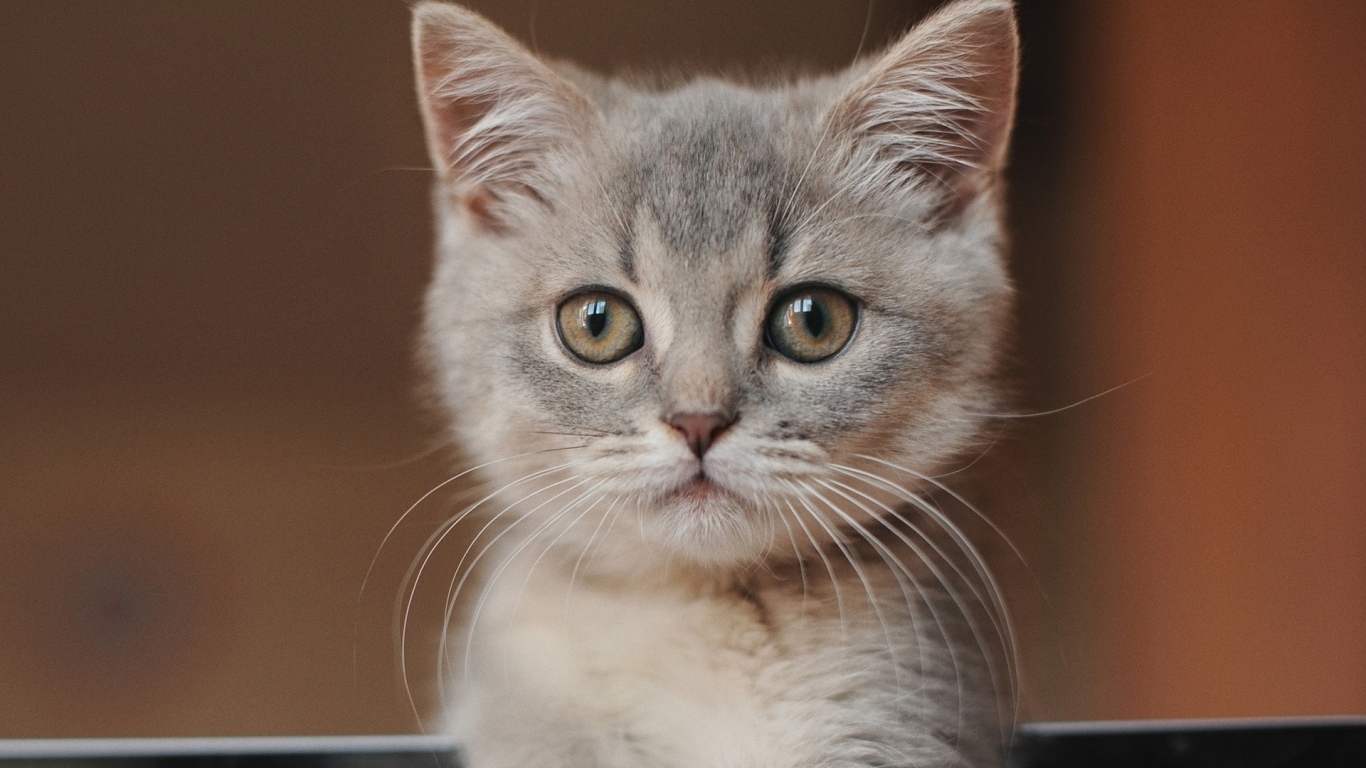 Морда маленького серого котенка крупным планом