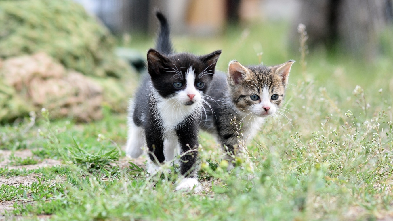 Два маленьких котенка идет по траве