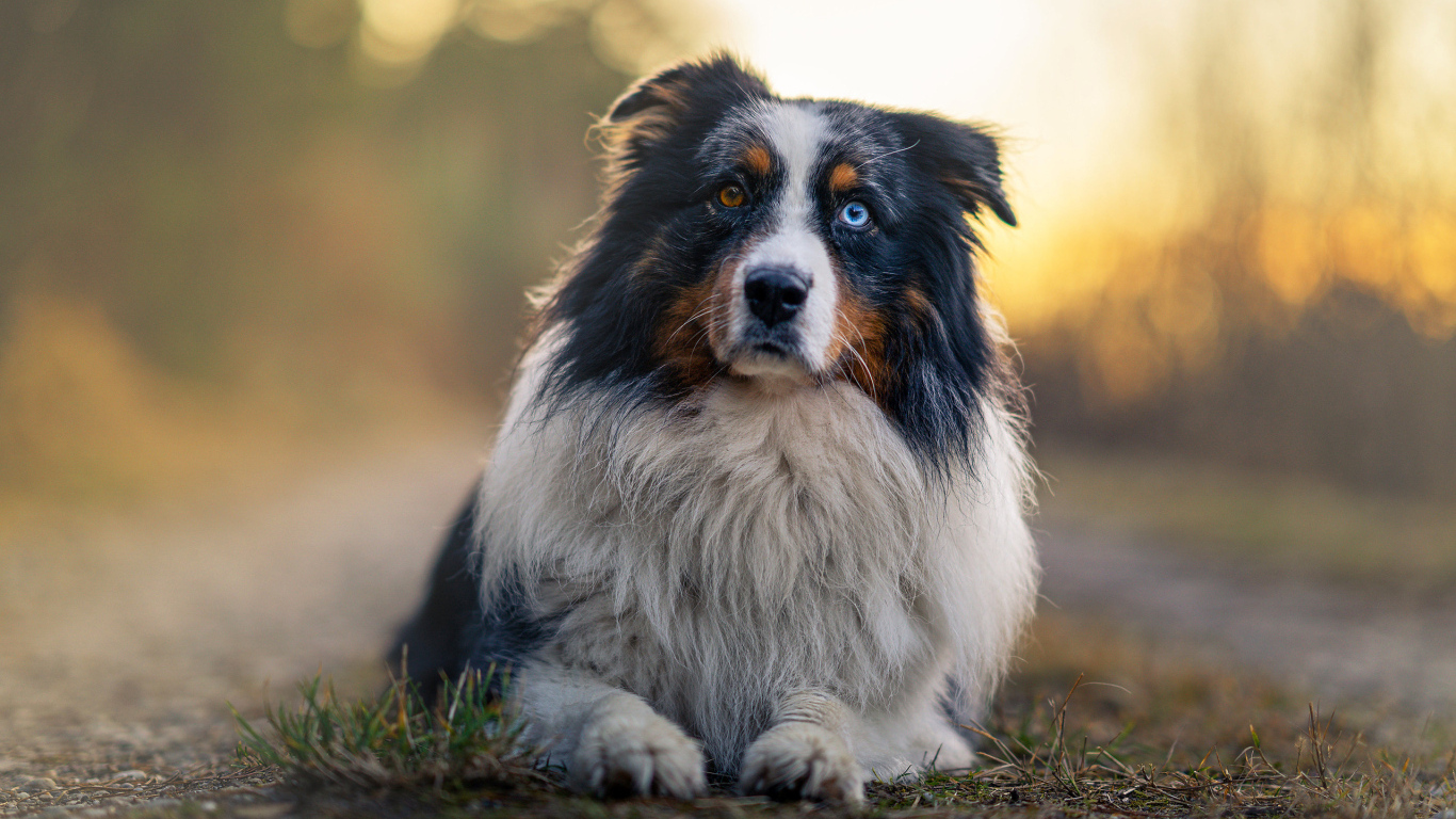 Австралийская овчарка с разными глазами лежит на земле