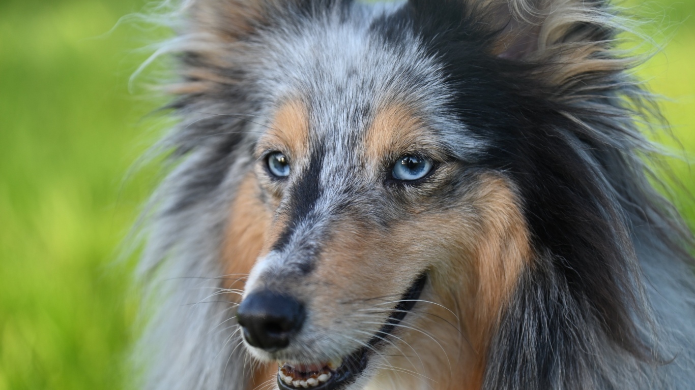 Красивая голубоглазая собака породы шелти