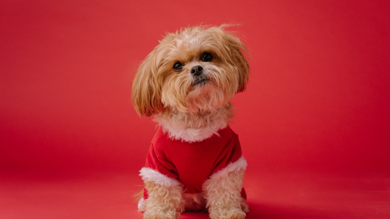 Собака в новогоднем костюме на красном фоне