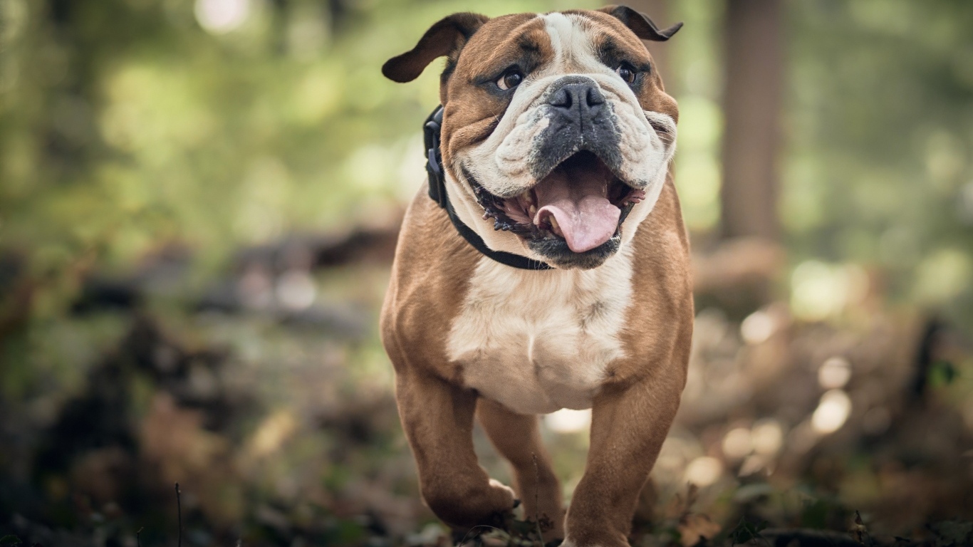 Английский бульдог бежит по лесу