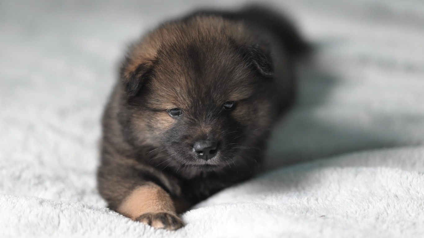 Щенок евразиер лежит на белой кровати