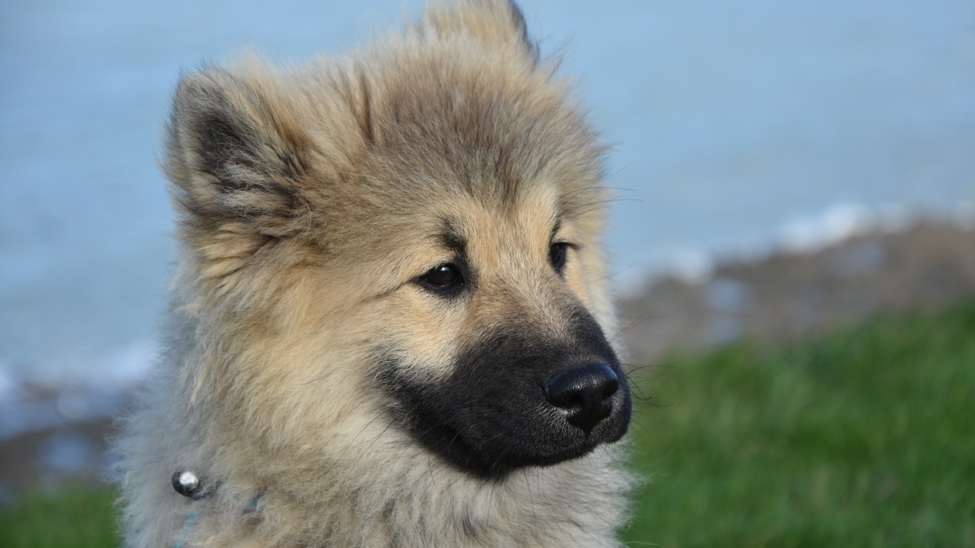 Щенок евразиер на зеленой траве