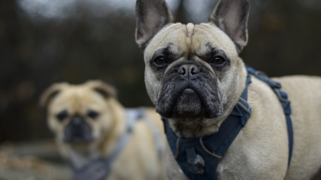 Французский бульдог в шлейке крупным планом