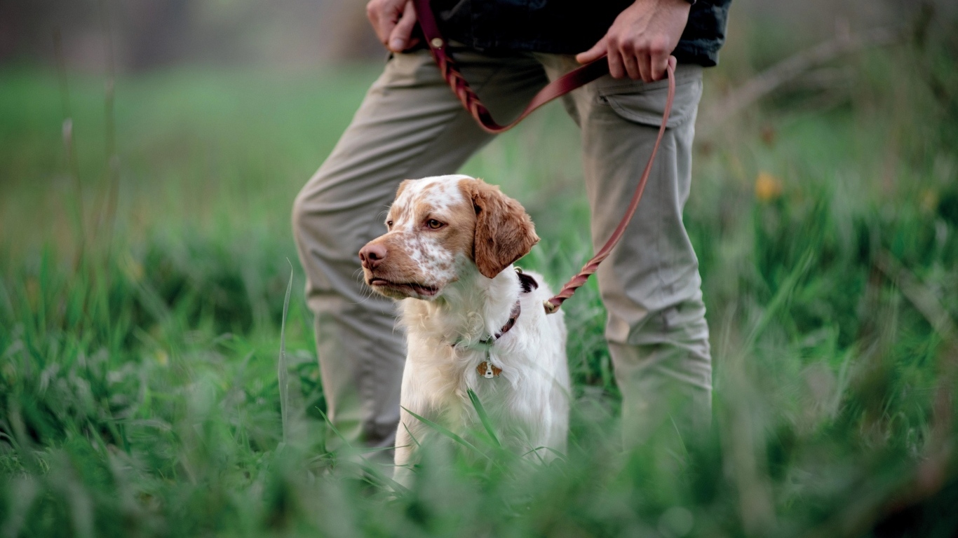 Охотничья собака с хозяином в траве
