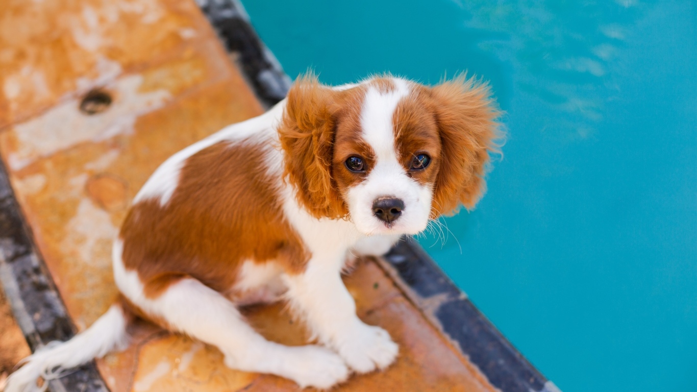 Маленький Кинг-чарльз-спаниель сидит у бассейна