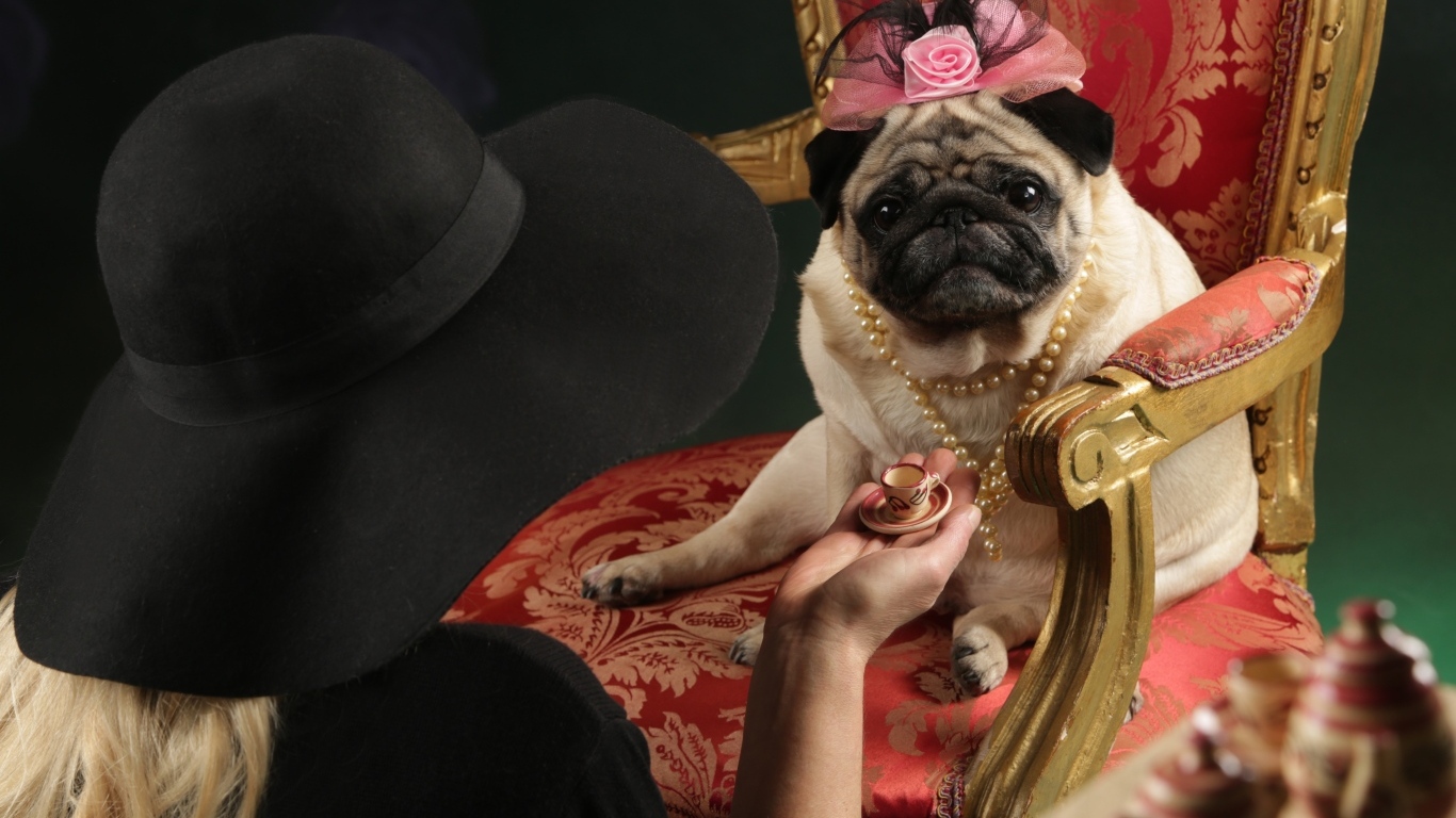 Мопс в костюме сидит в кресле