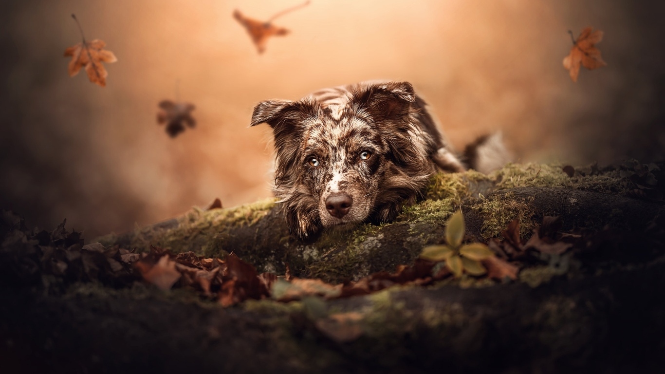 Грустная австралийская овчарка лежит на земле в парке