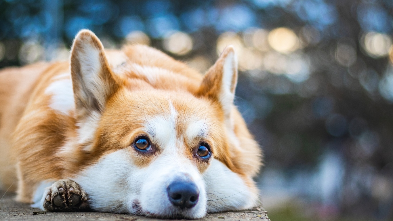 Грустный корги лежит на асфальте