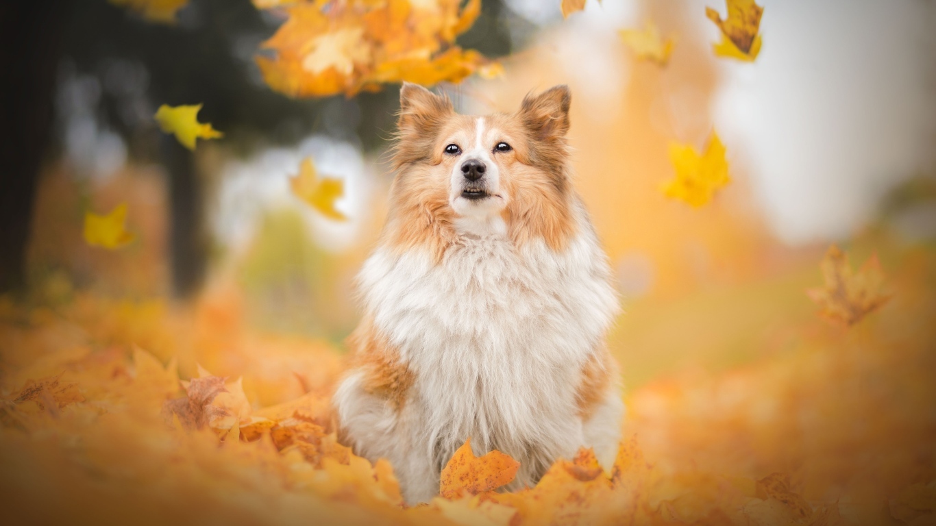 Шотландская овчарка сидит в осенних листьях