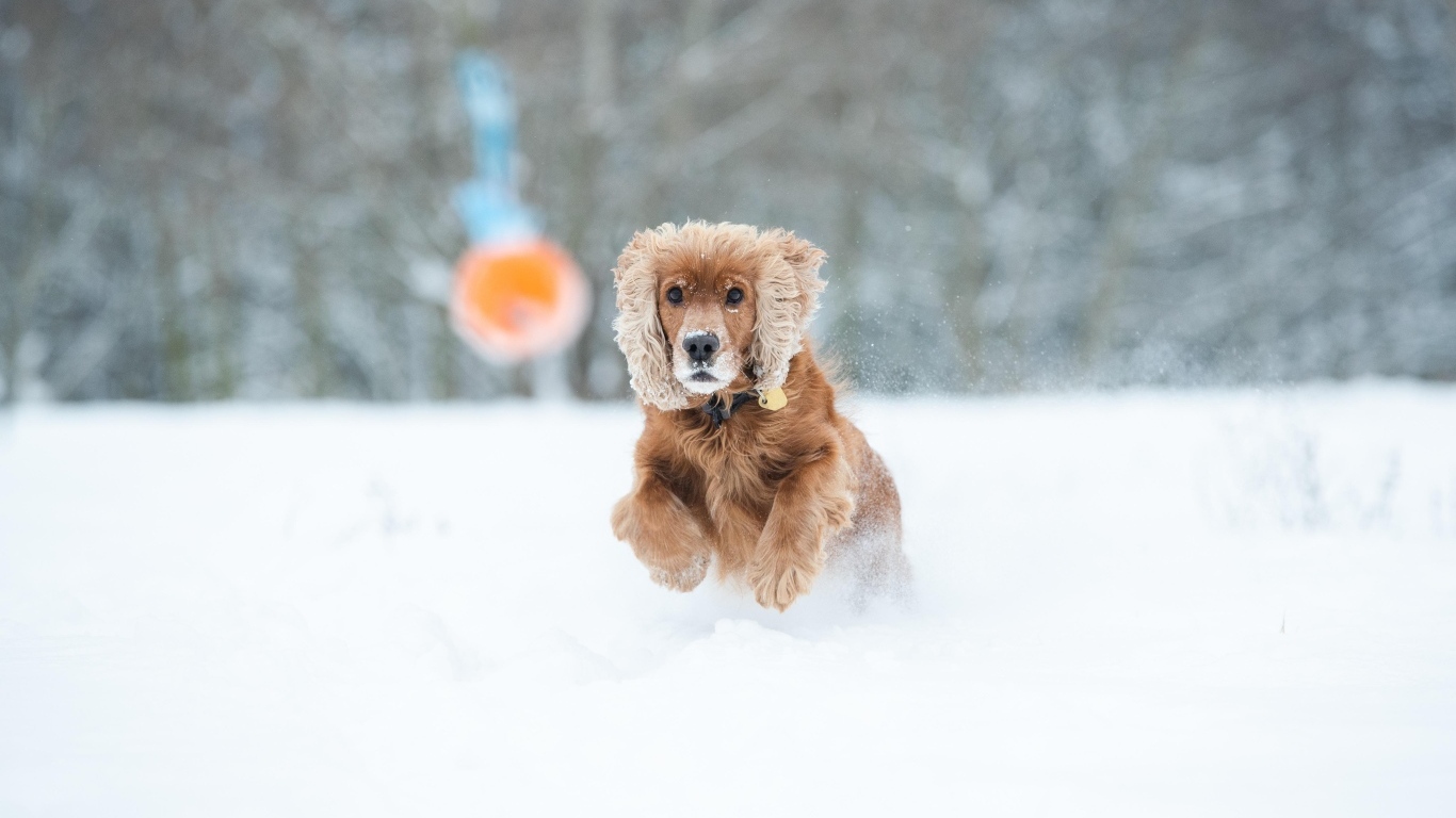 Собака спаниель бежит по белому снегу
