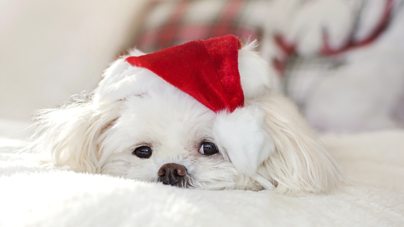 Белая собака с новогодним колпаком на голове
