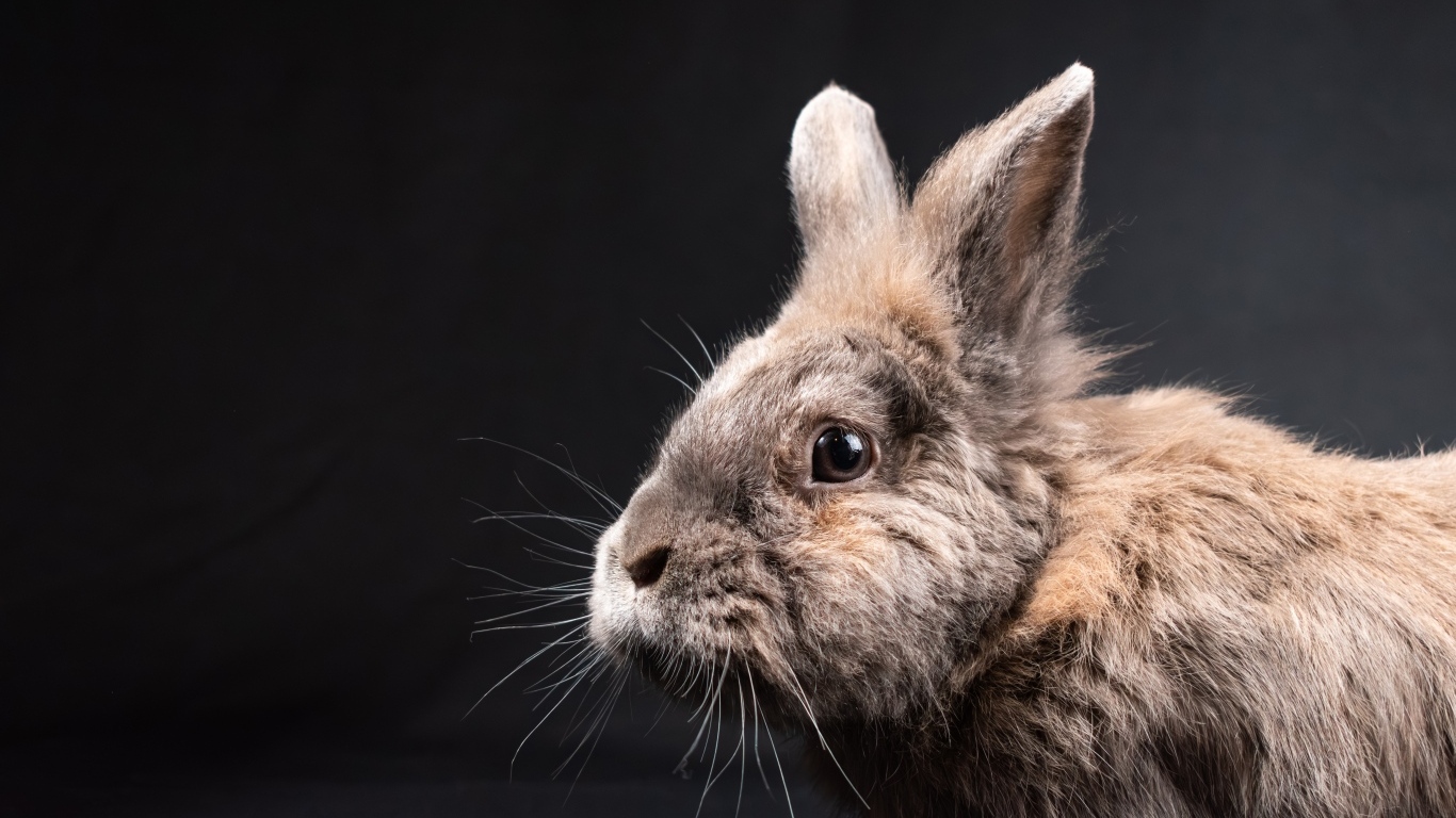 Испуганный декоративный кролик на черном фоне