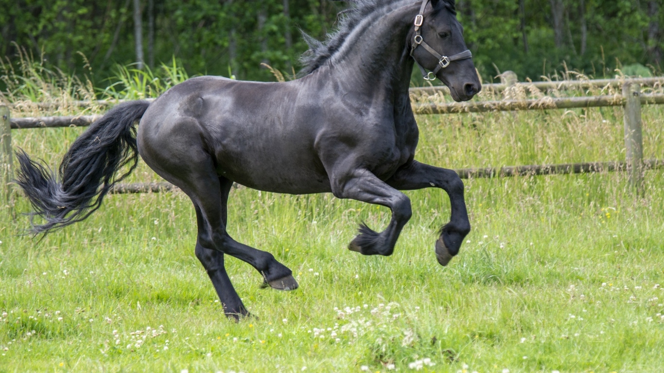 Черный большой конь скачет по зеленой траве