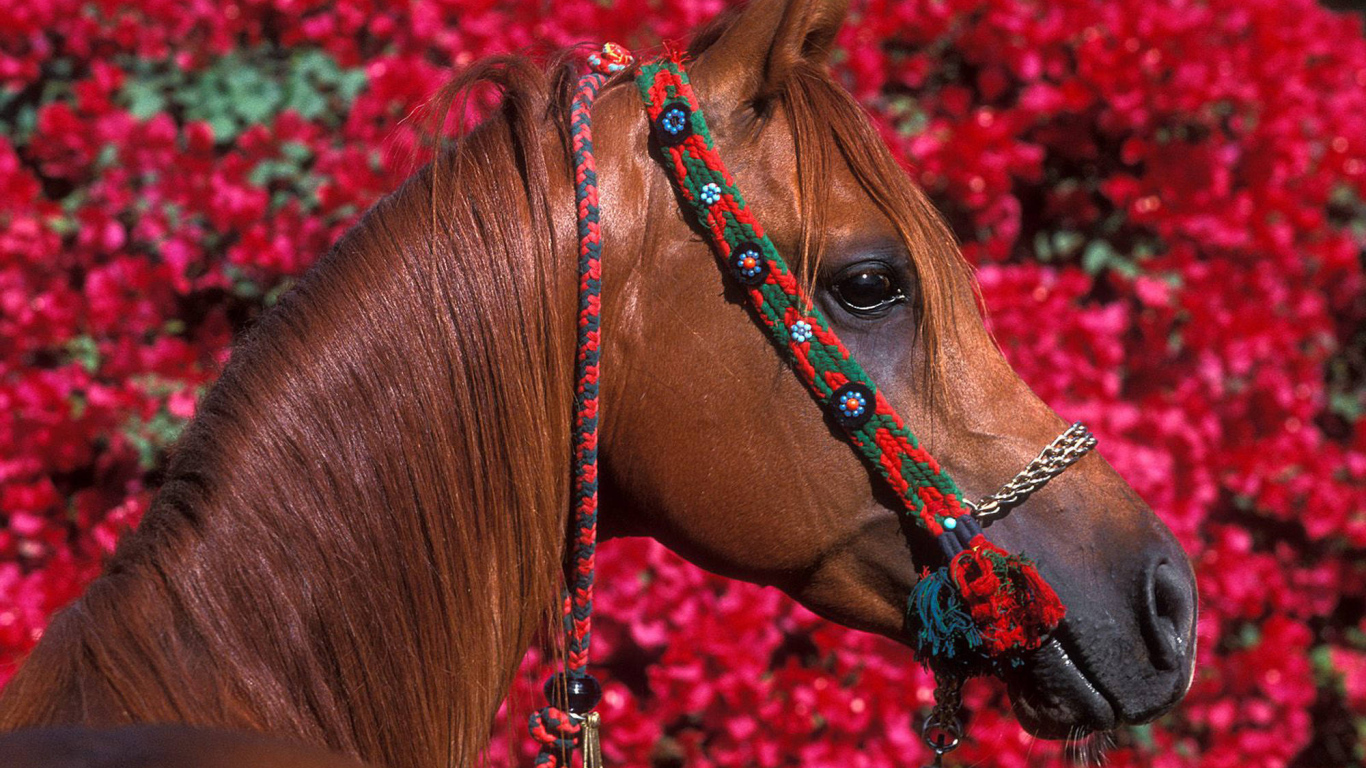 Большой коричневый конь на фоне цветов
