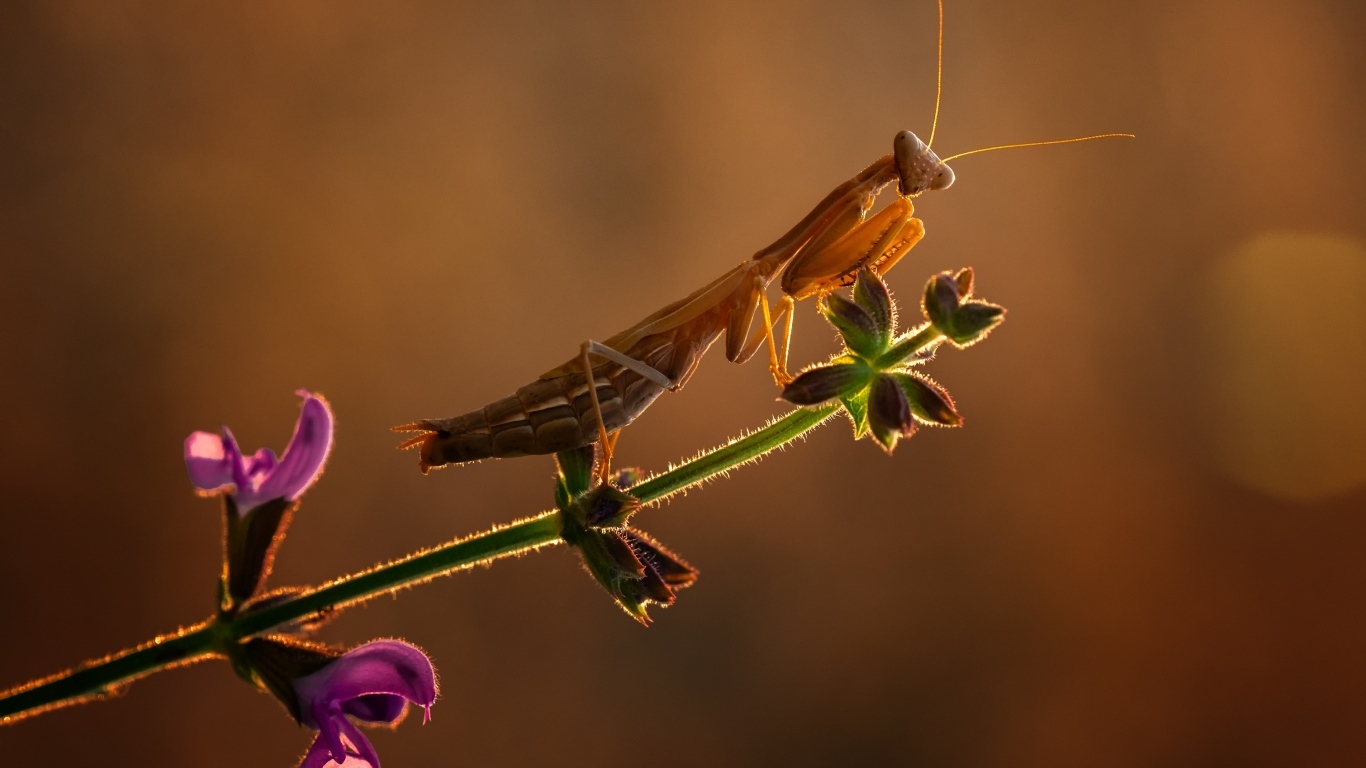Большой богомол сидит на растении в лучах солнца
