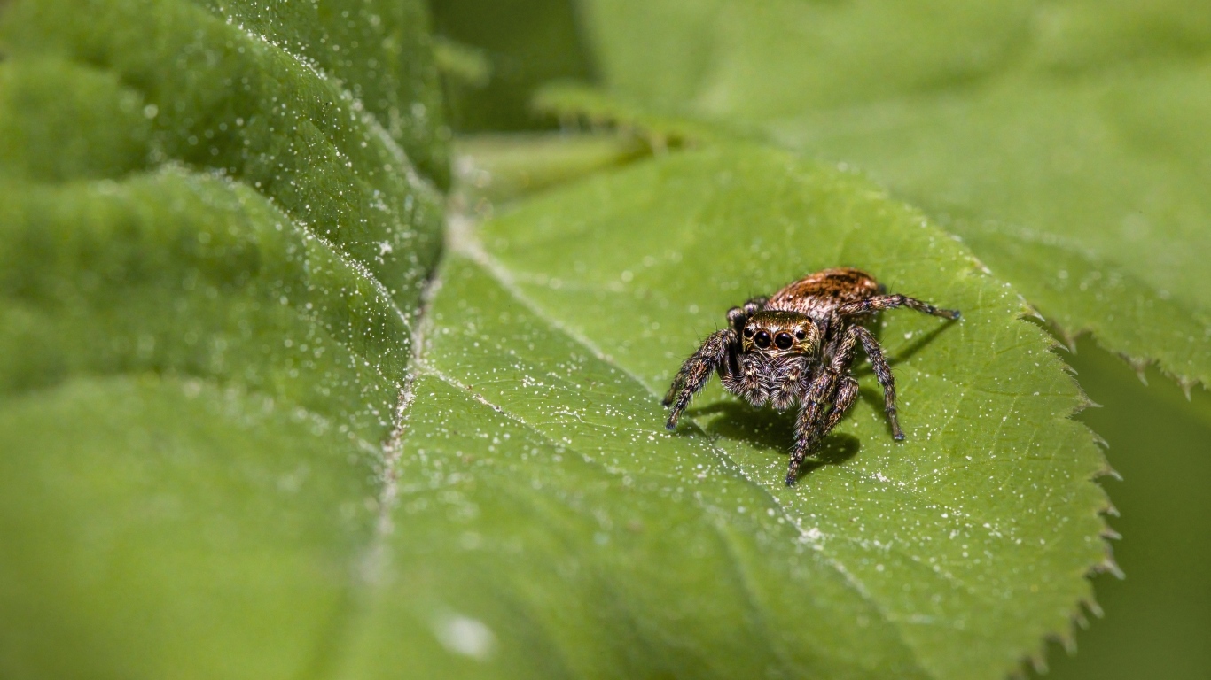 Большой паук охотится на зеленом листке