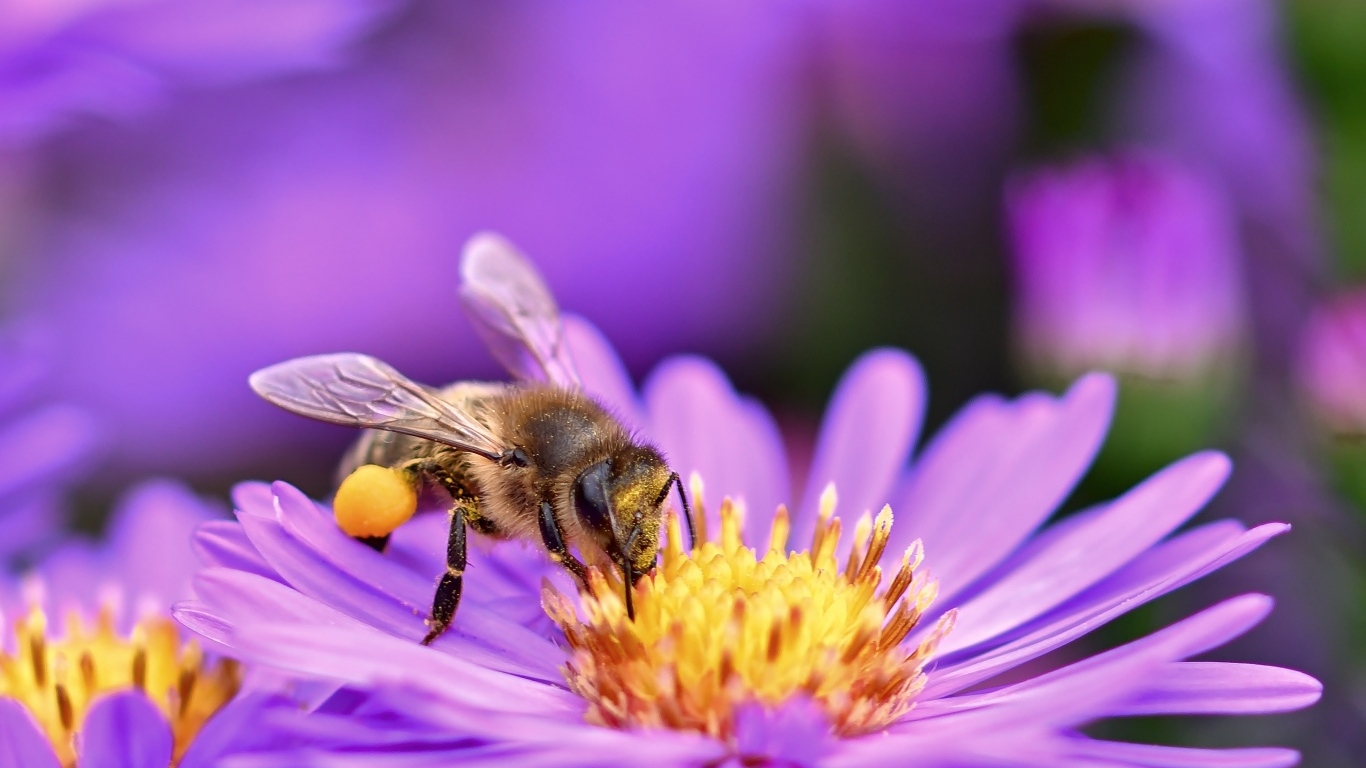 Маленькая пчела собирает пыльцу с цветка сентябринки
