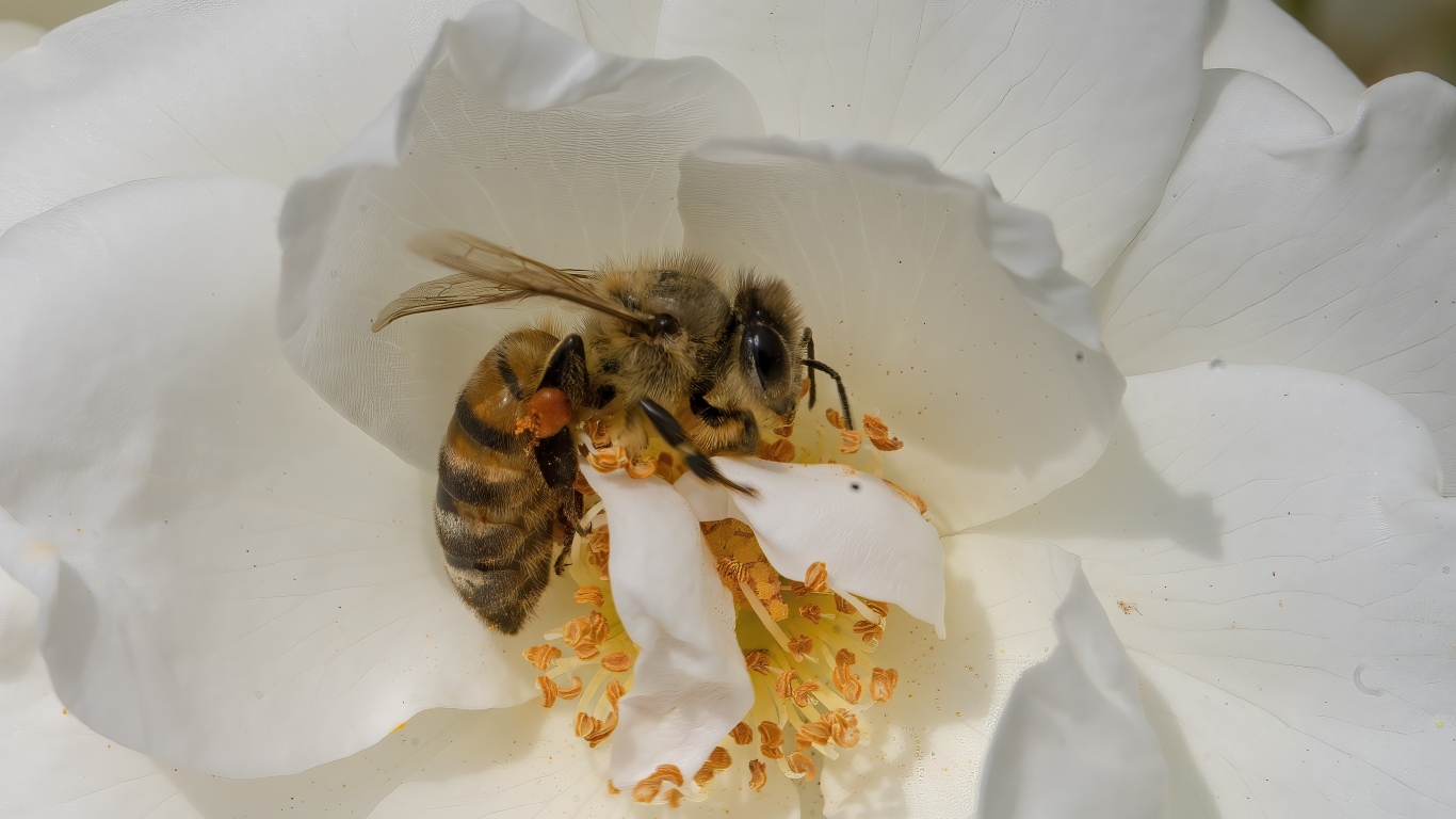 Маленькая пчела на белом цветке шиповника