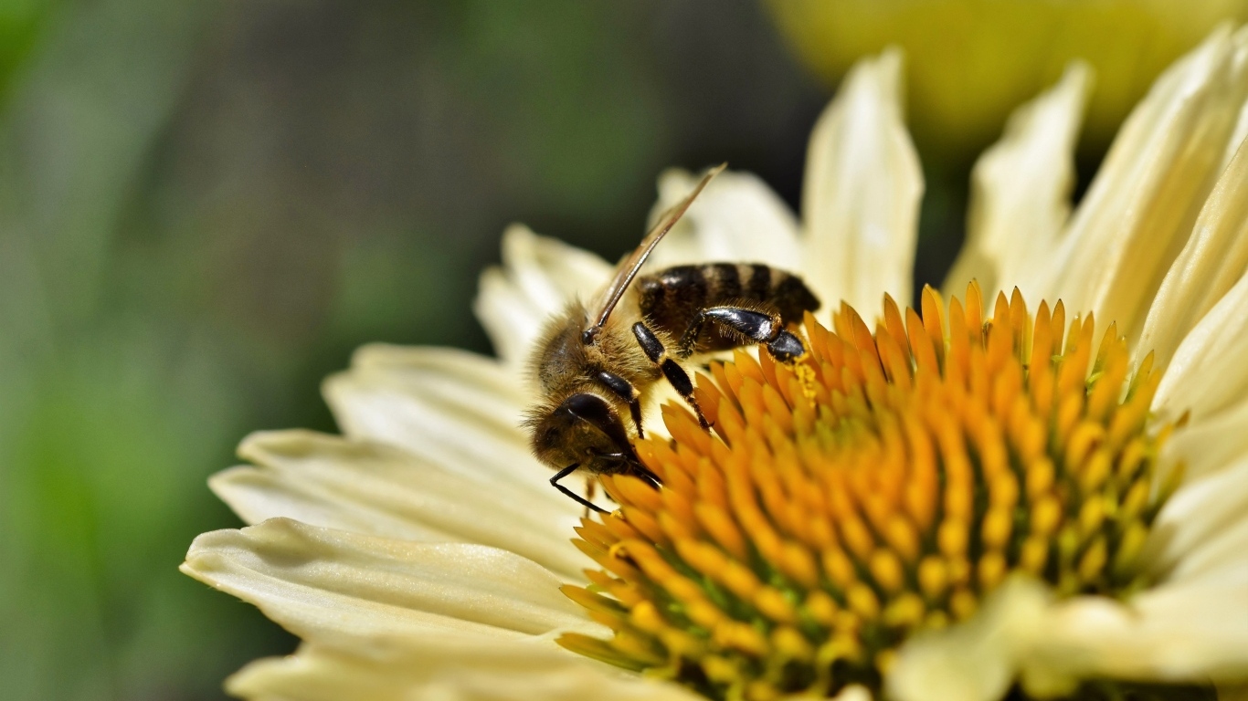 Пчела сидит на белом цветке