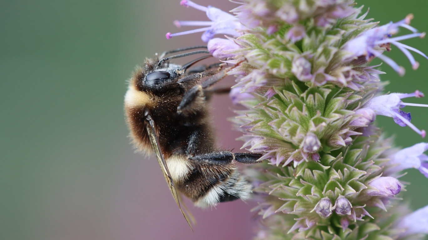 Пчела сидит на фиолетовом цветке 