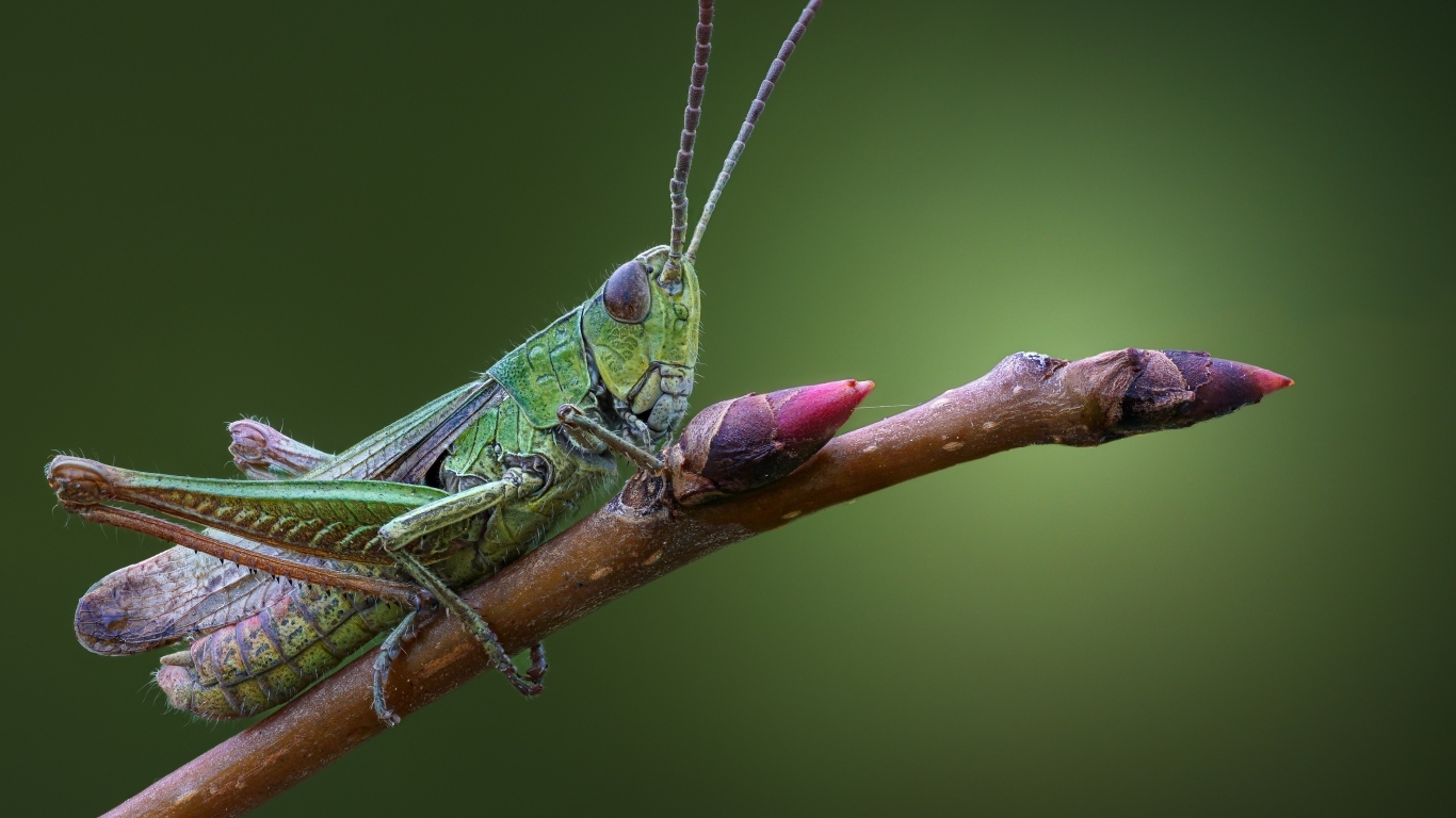 Большой зеленый кузнечик сидит на ветке 